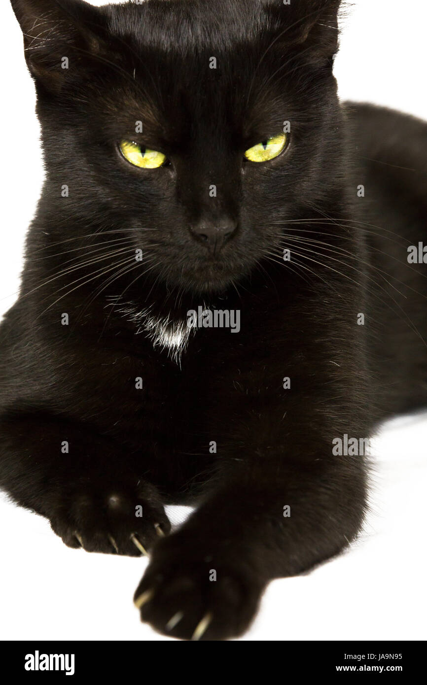 black, swarthy, jetblack, deep black, eyes, look, glancing, see, view ...