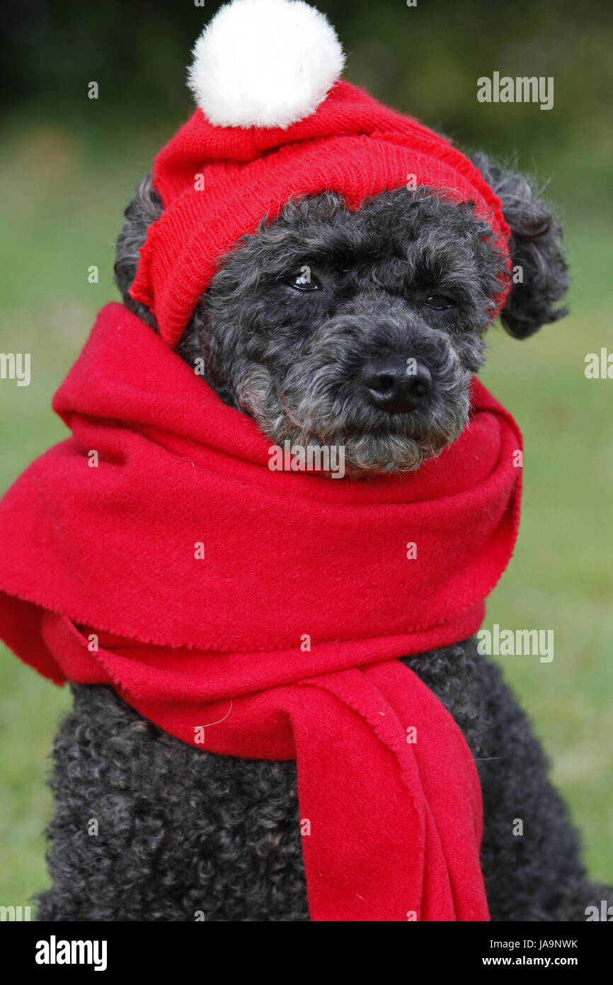 poodle with hat and scarf Stock Photo