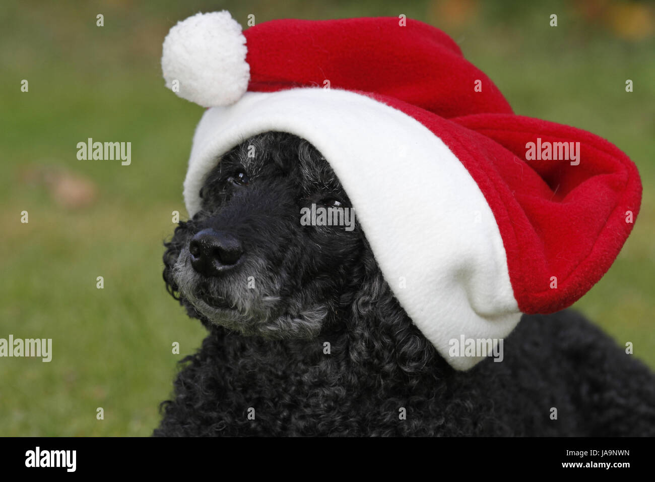 advent, witty, disguised, dog, poodle, cap, christmas, xmas, x-mas, advent, Stock Photo