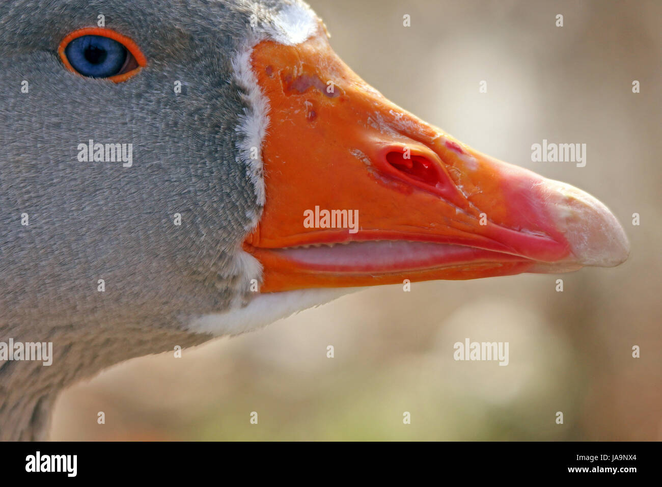 macro, close-up, macro admission, close up view, portrait, beak, goose, blue Stock Photo
