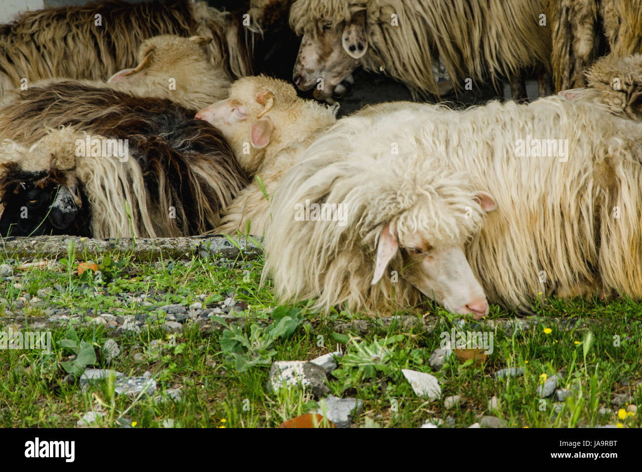 When the sheep sleeping Stock Photo