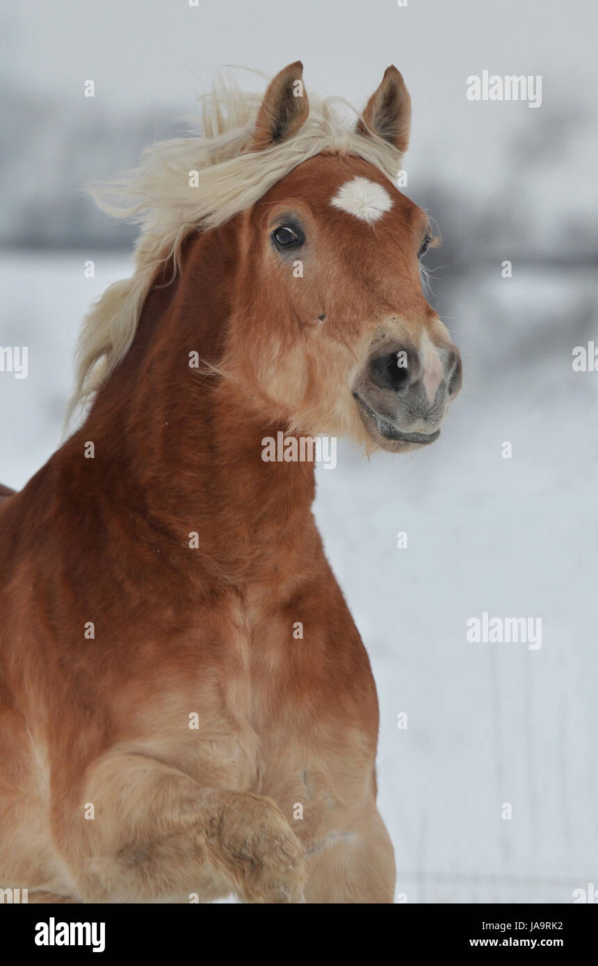 portrait, gallop, gelding, haflinger horse, trot, snow, star, head