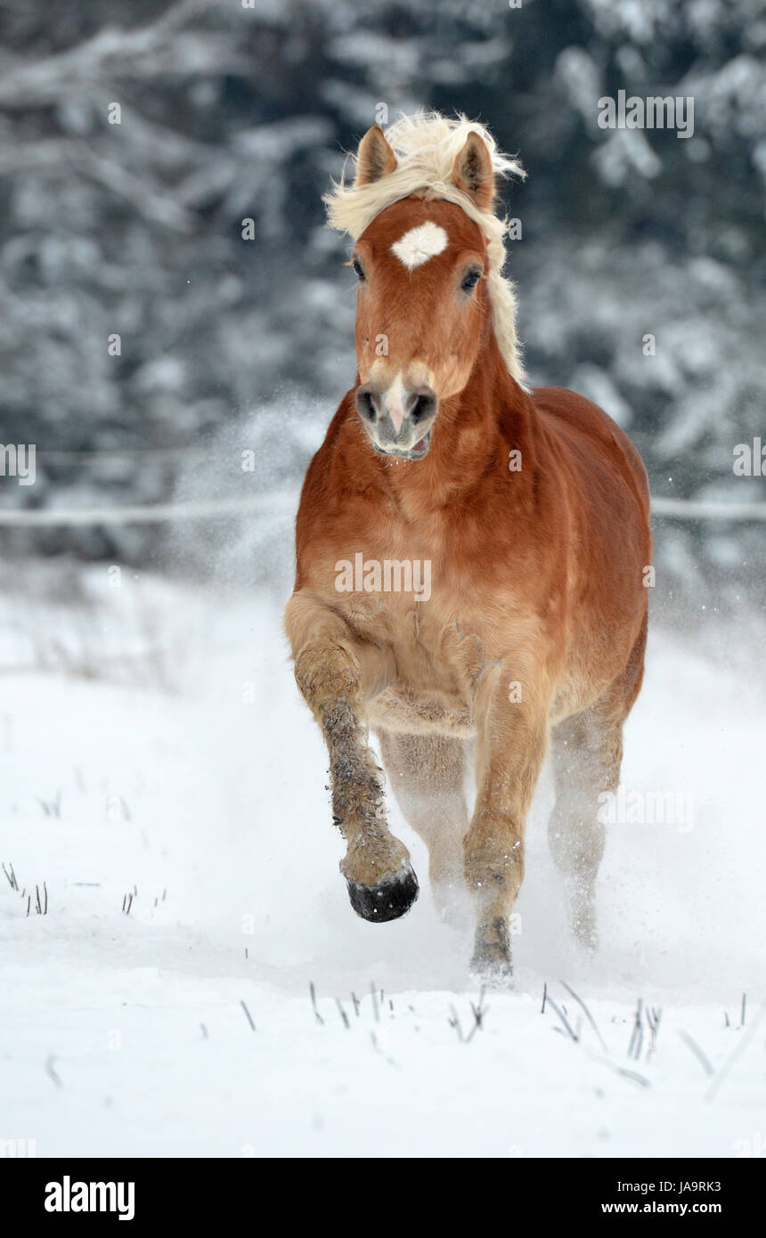portrait, gallop, gelding, haflinger horse, trot, snow, star, head