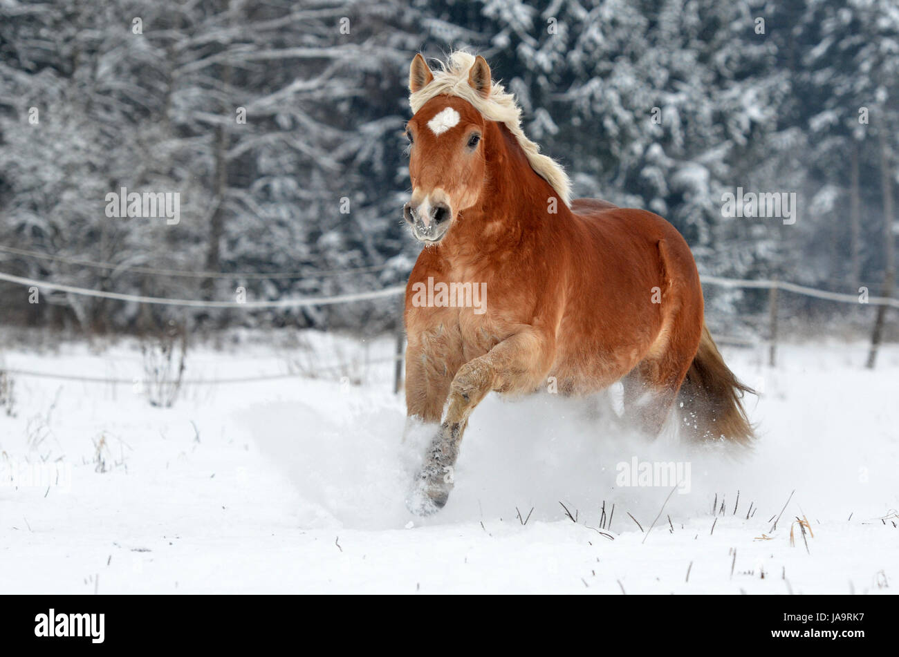 portrait, gallop, gelding, haflinger horse, trot, snow, star, head