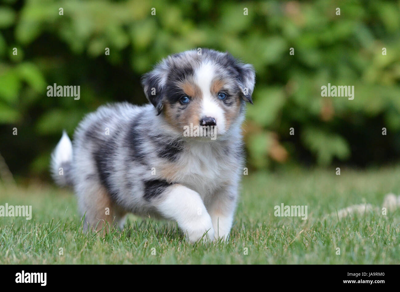 five, australia, dog, puppy, weeks, puppies, whelps, pupies, ball Stock  Photo - Alamy