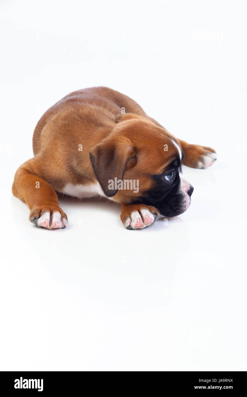 Adorable puppy lying on the floor isolated on white background Stock ...