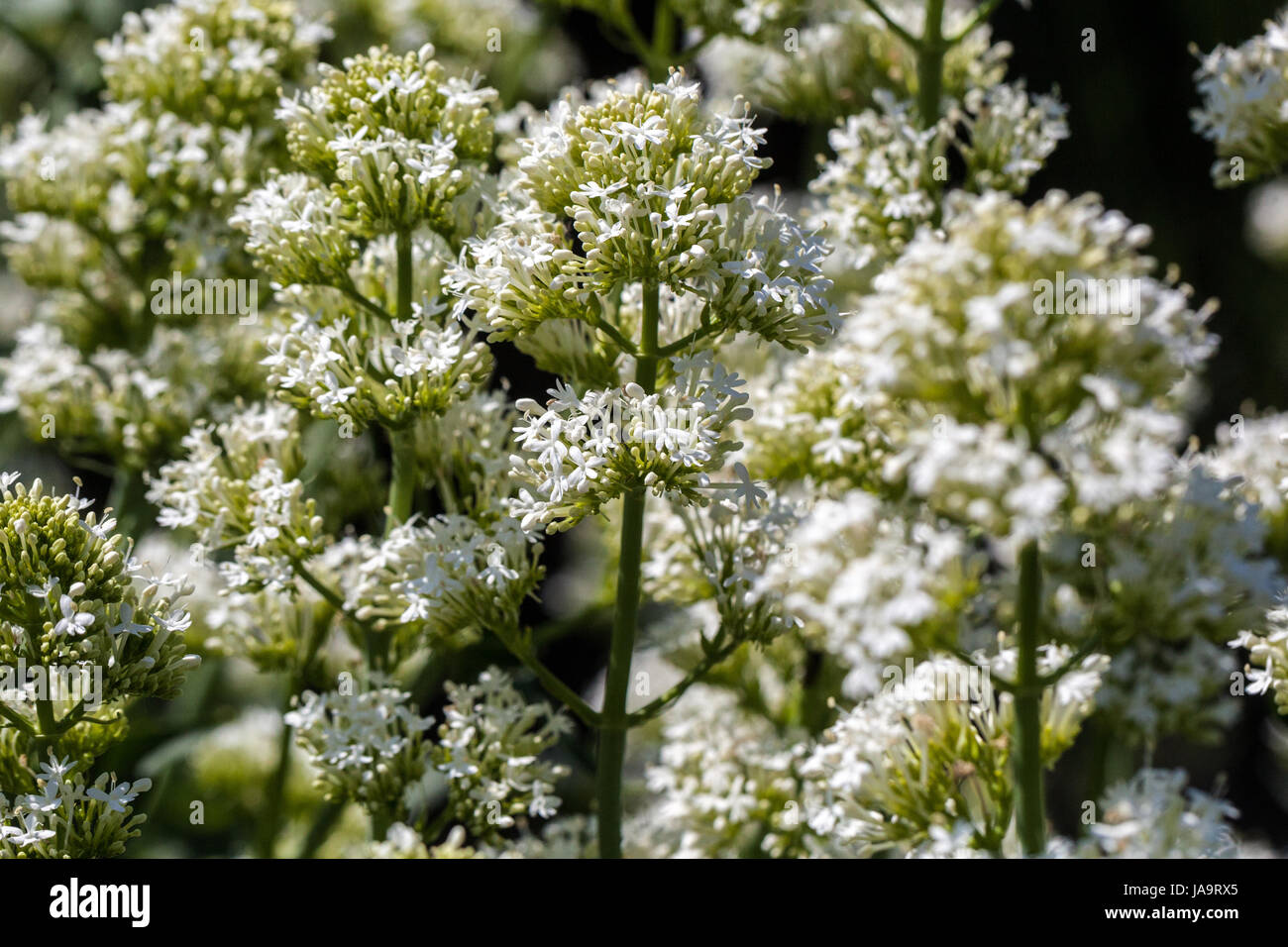 Centranthus ruber alba hi-res stock photography and images - Alamy