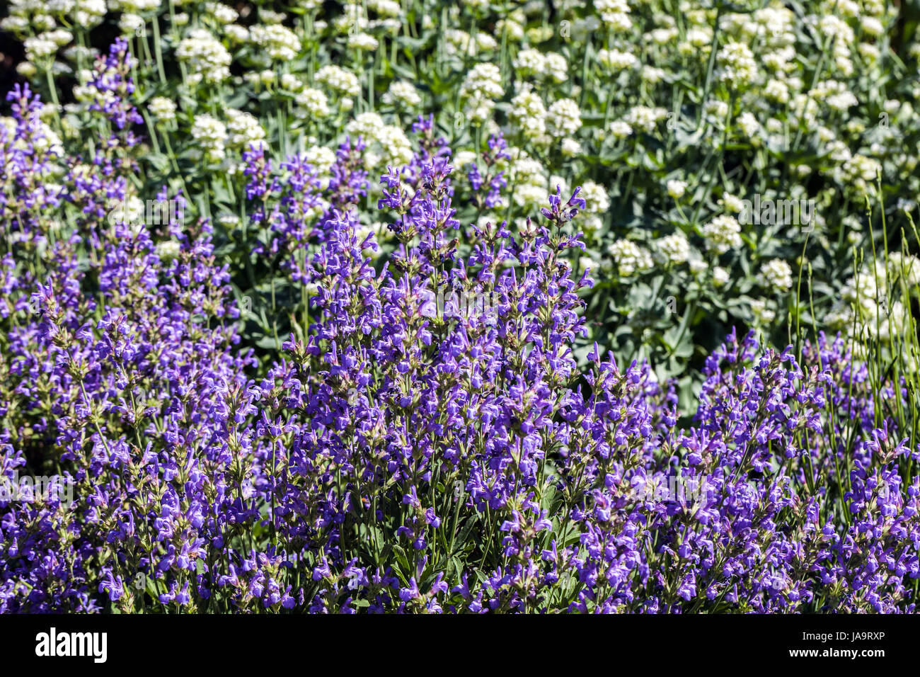 Salvia lavandulifolia Blancoana, White Valerian, Centranthus ruber Alba Stock Photo