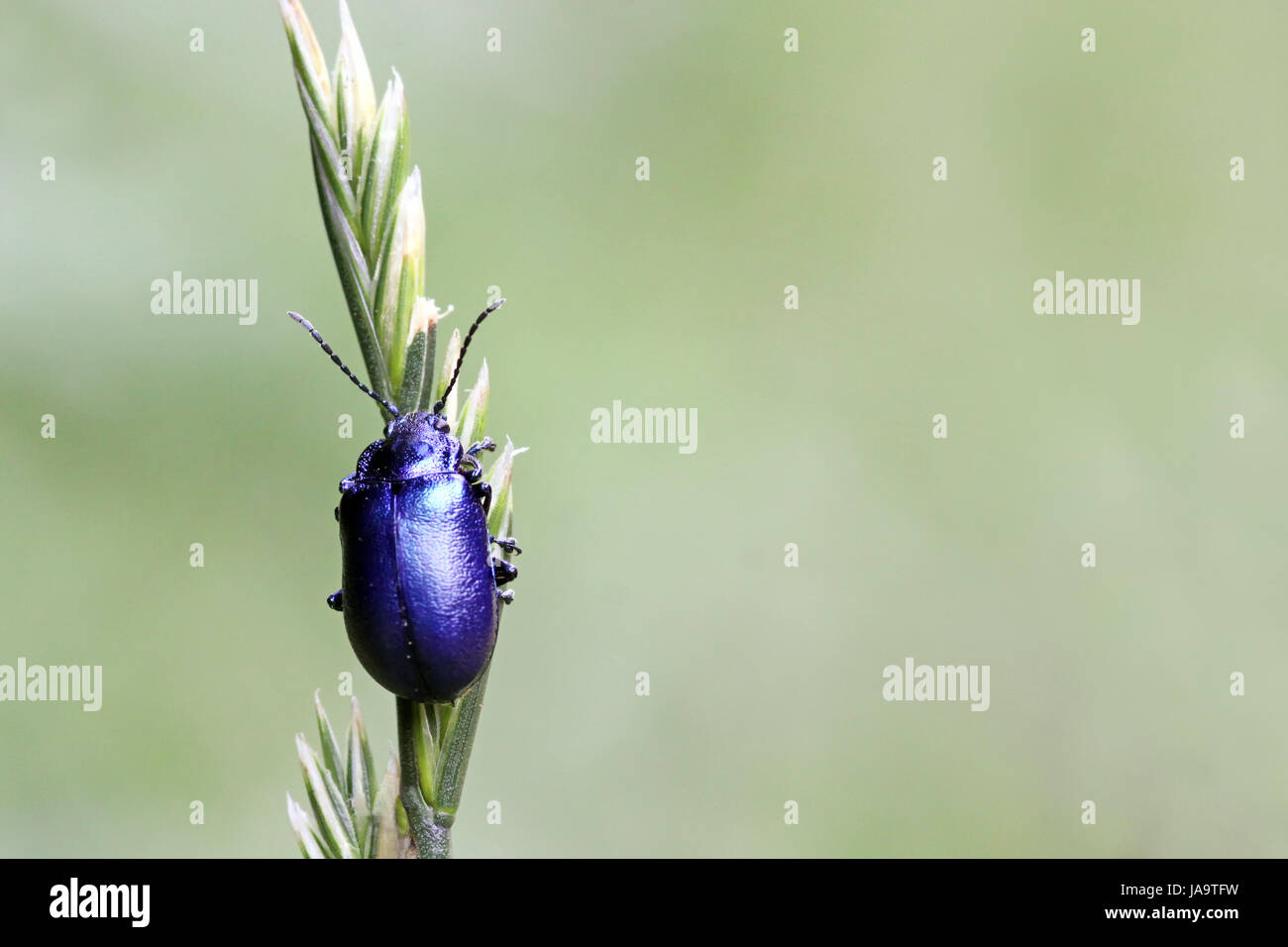 blue, south tyrol, beetle, azure, blade of grass, meadow, grass, lawn, green, Stock Photo