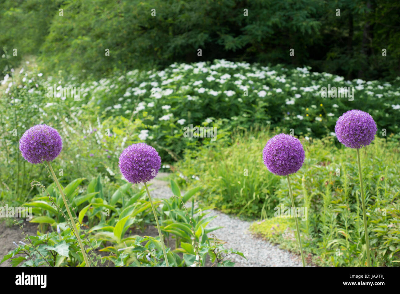 Flower Allium rotundum Stock Photo