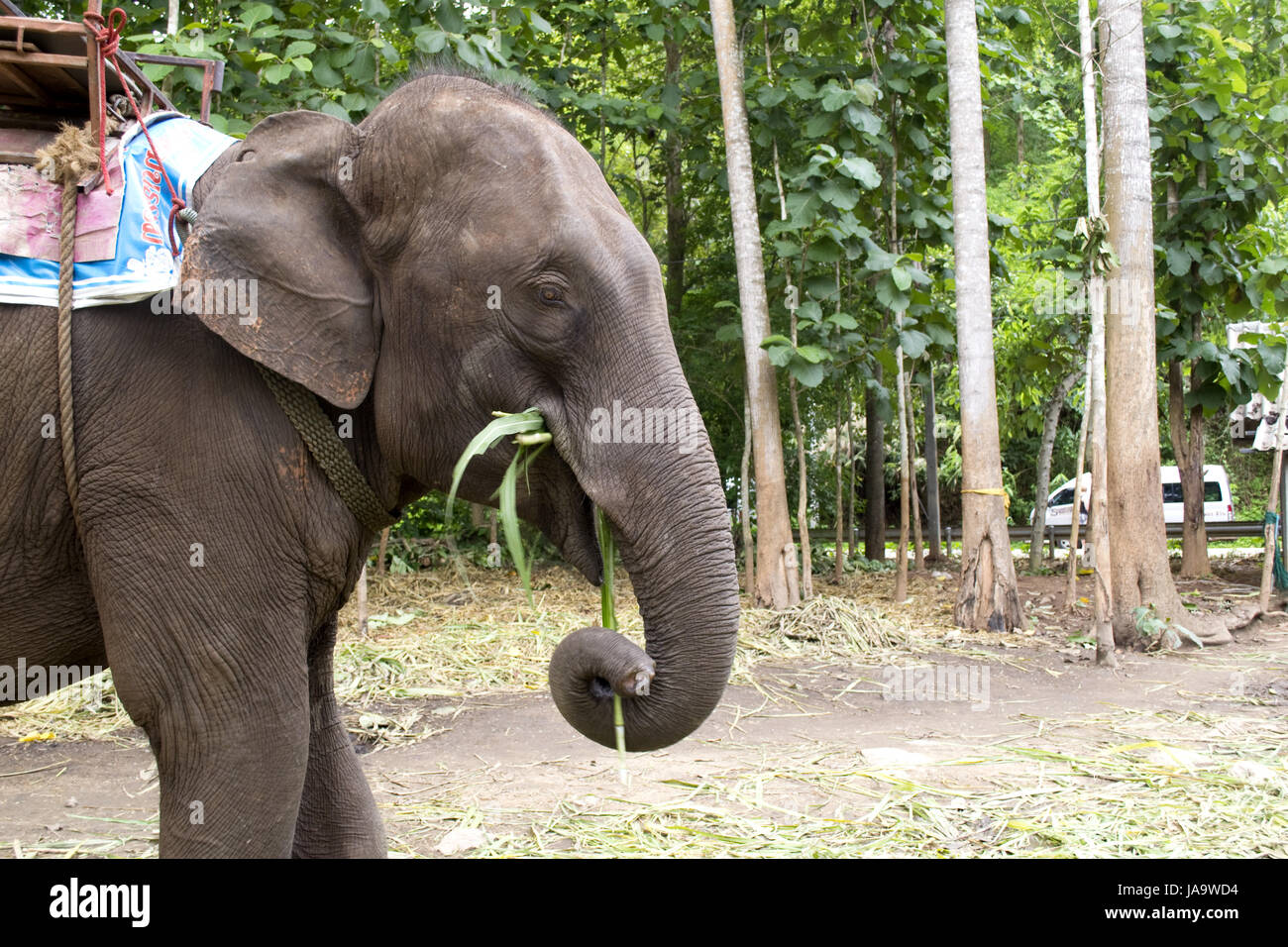 big, large, enormous, extreme, powerful, imposing, immense, relevant ...