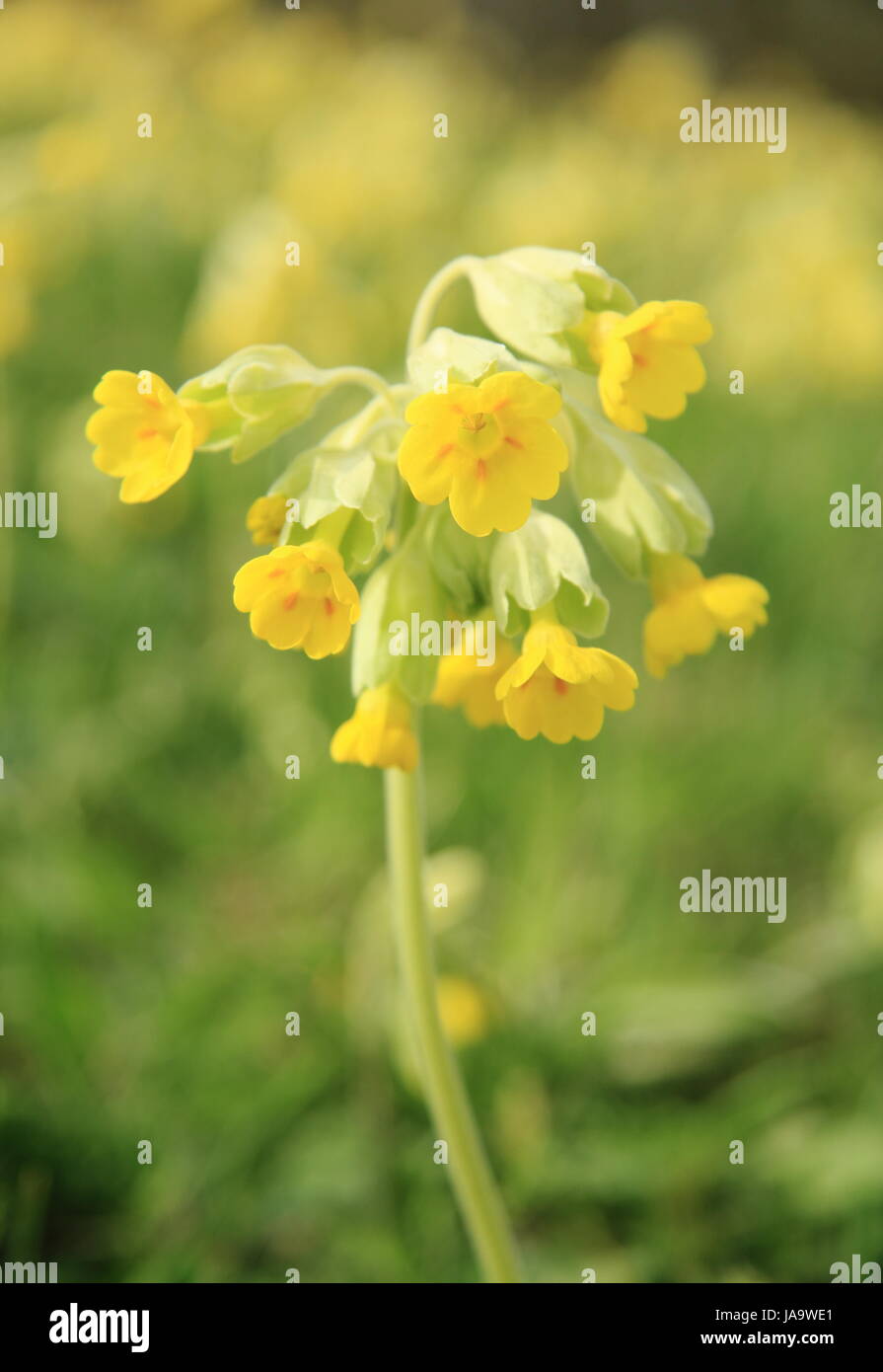 Wild cowslips (primula veris) in bloom in a hay meadow in mid spring (April), Derbyshire, UK Stock Photo