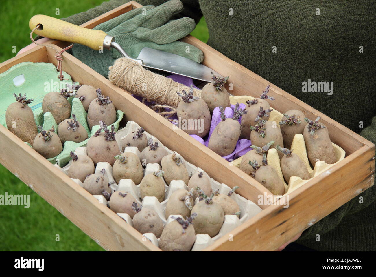 A female gardener carries a wooden tray containing chitted seed potatoes for planting out into the vegetable patch of an English garden, early spring Stock Photo
