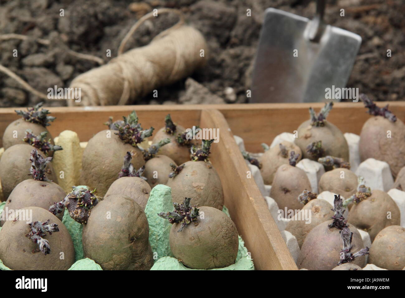 Seed potatoes (Majestic, Charlotte and Red Duke of York varieties) chitted in eggboxes on a windowsill, in a vegetable patch ready for planting out Stock Photo