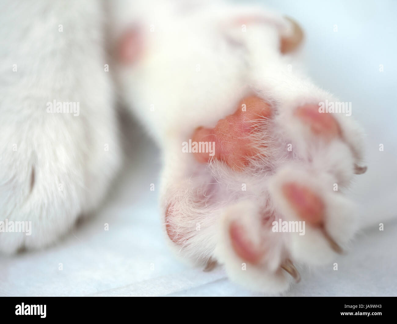 White cat's paws Stock Photo