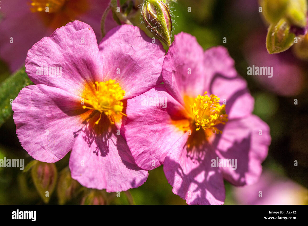 Helianthemum 'Lawrenson's Pink', Rock rose Stock Photo