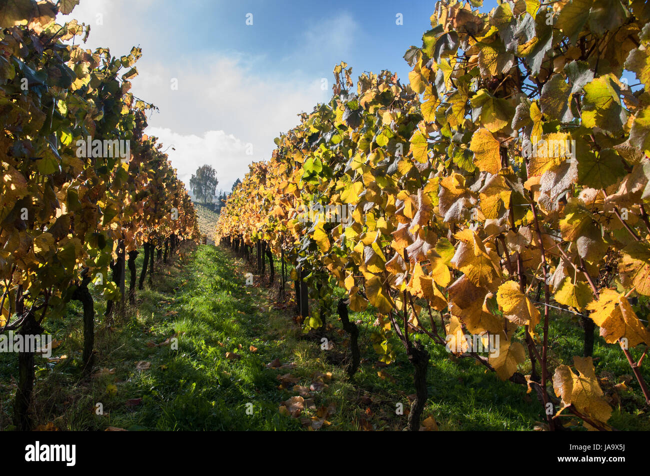 grapes, vintage, vines, vintager, common grape vines, vine, grape vine