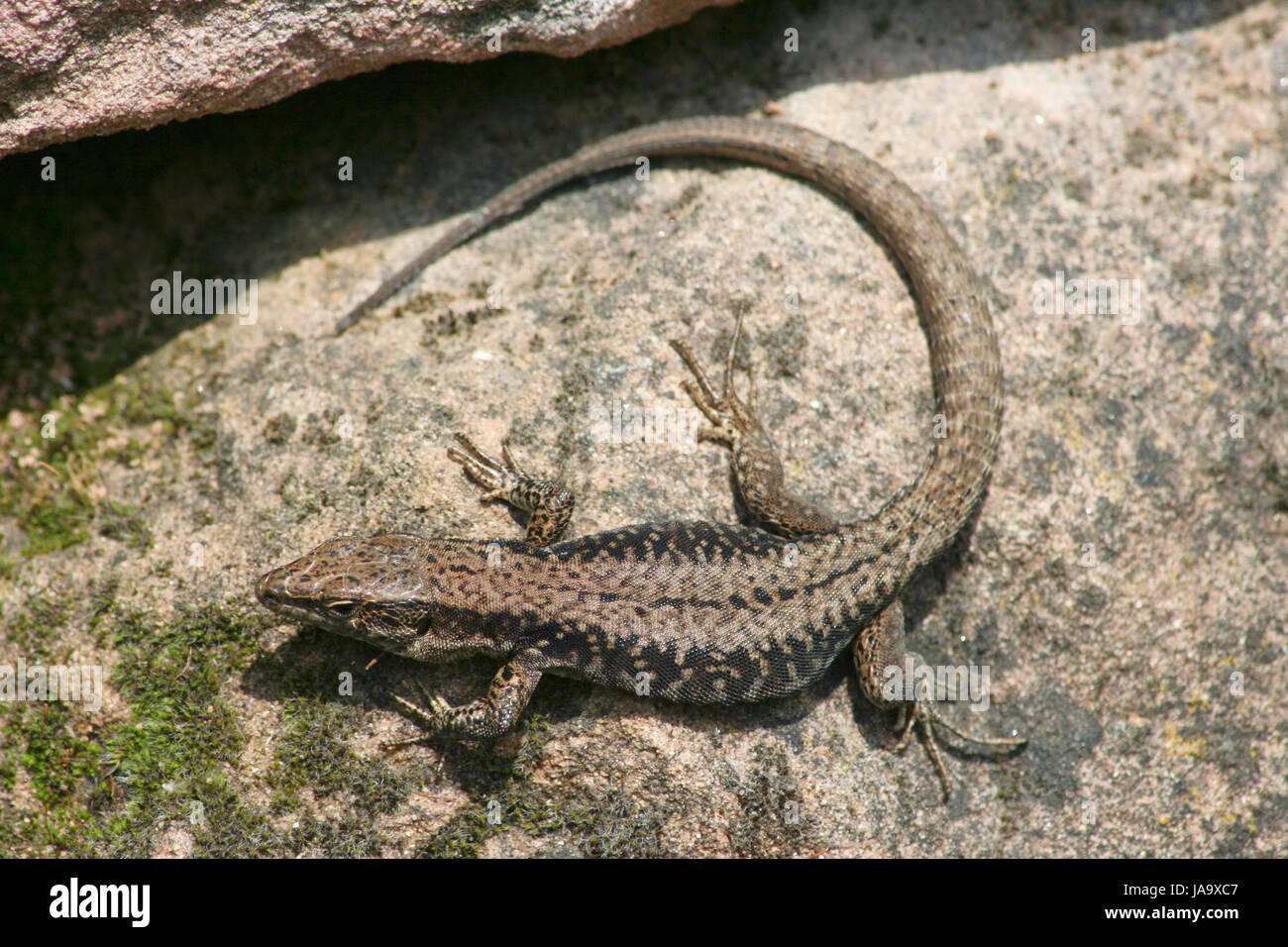 Poikilothermic lizard hi-res stock photography and images - Alamy