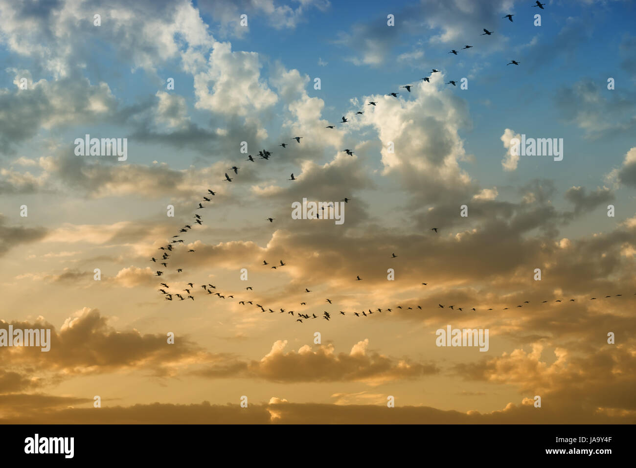 Image of flying birds sunset hi-res stock photography and images - Alamy