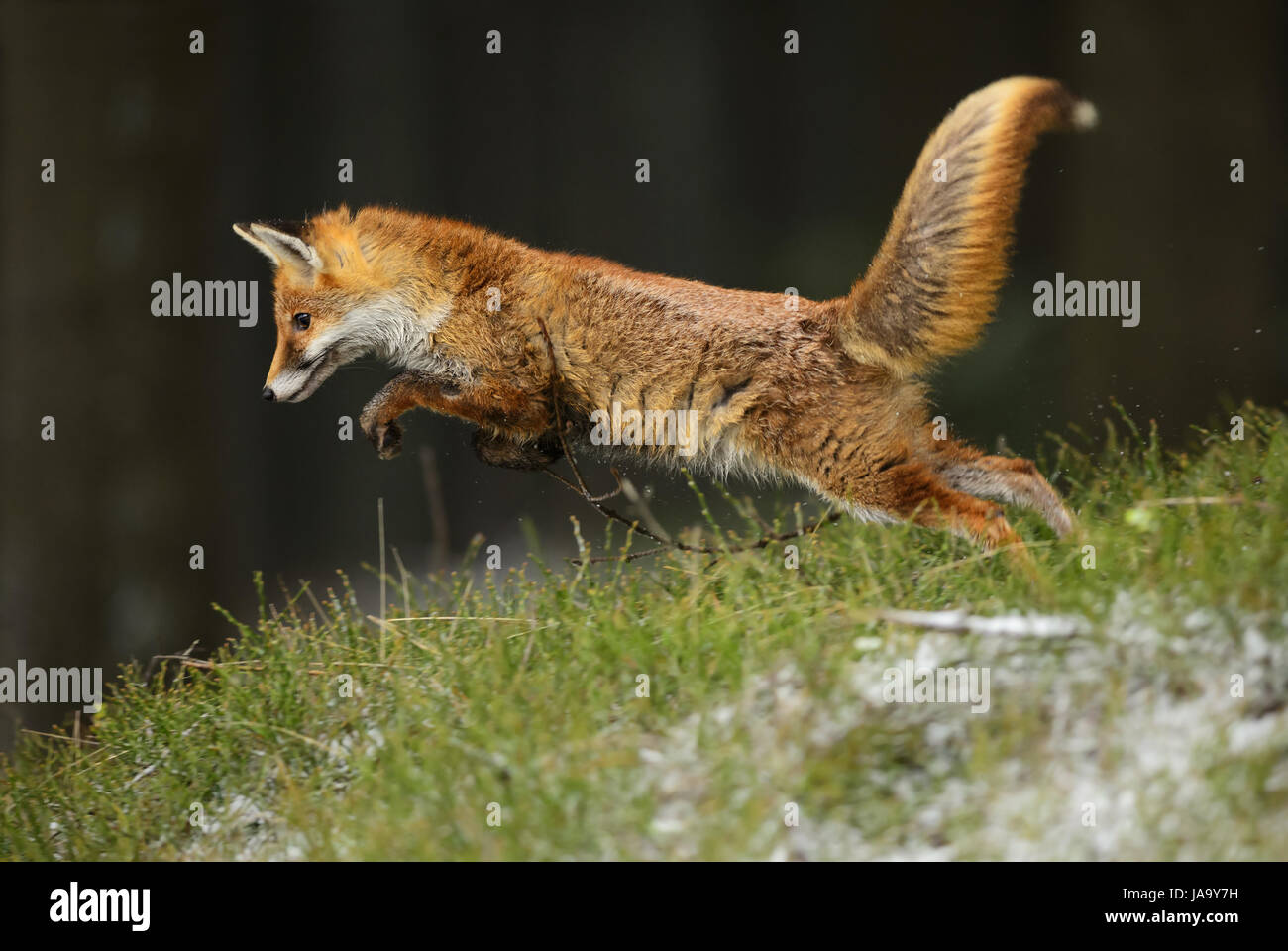 Red Fox hunting Stock Photo