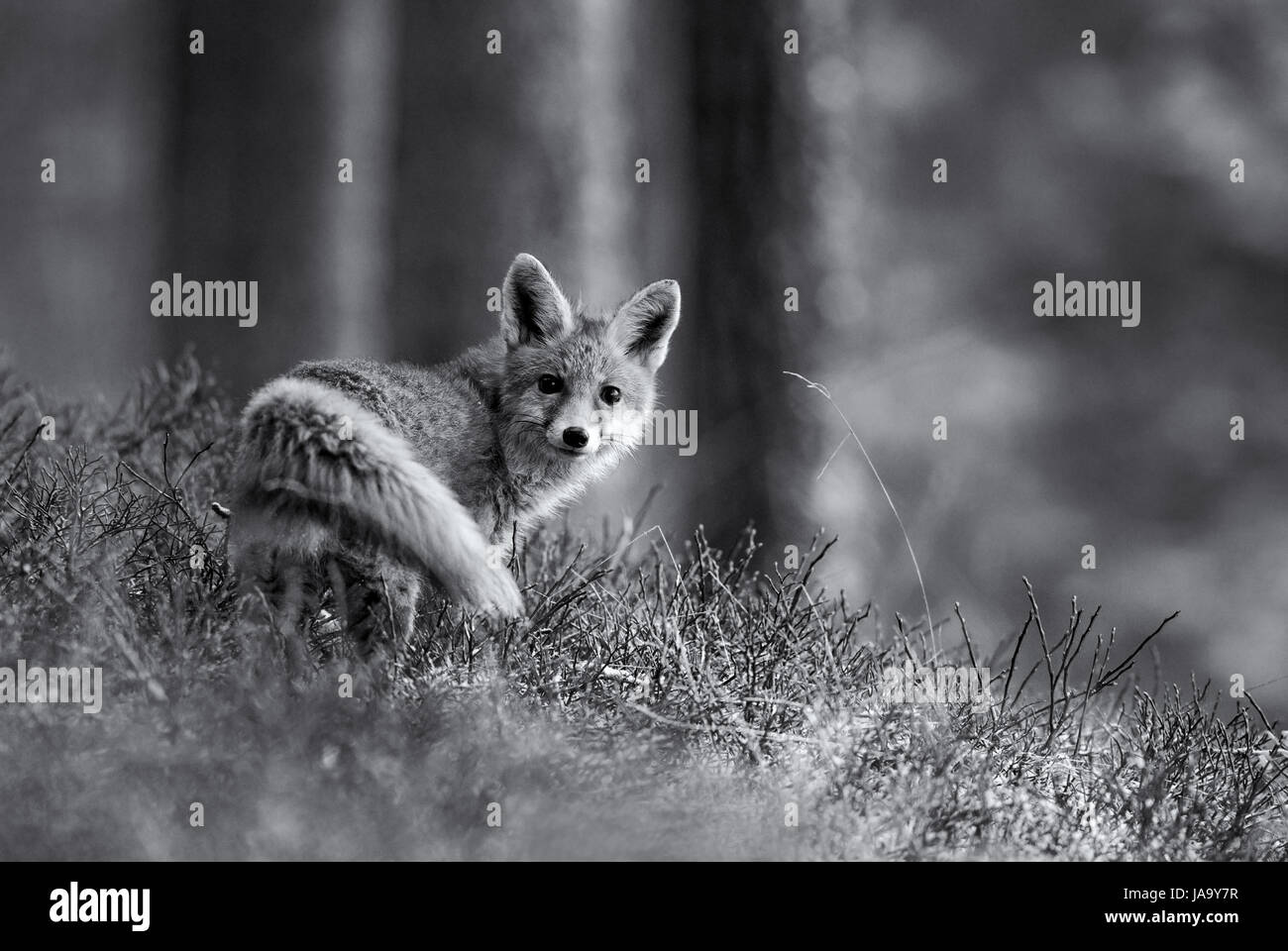Red Fox in black and white Stock Photo
