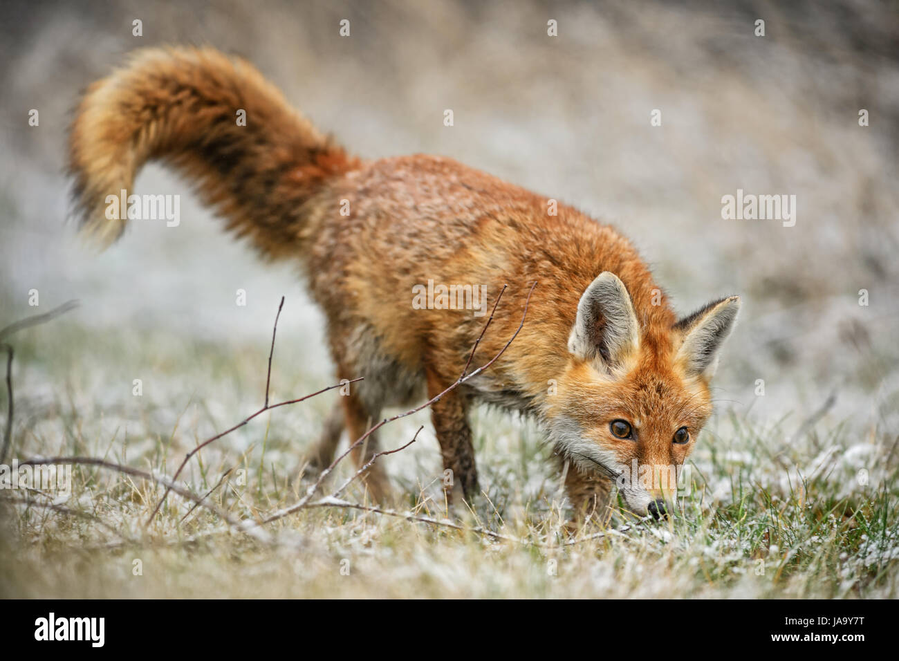 Red Fox tracing in snowy field Stock Photo