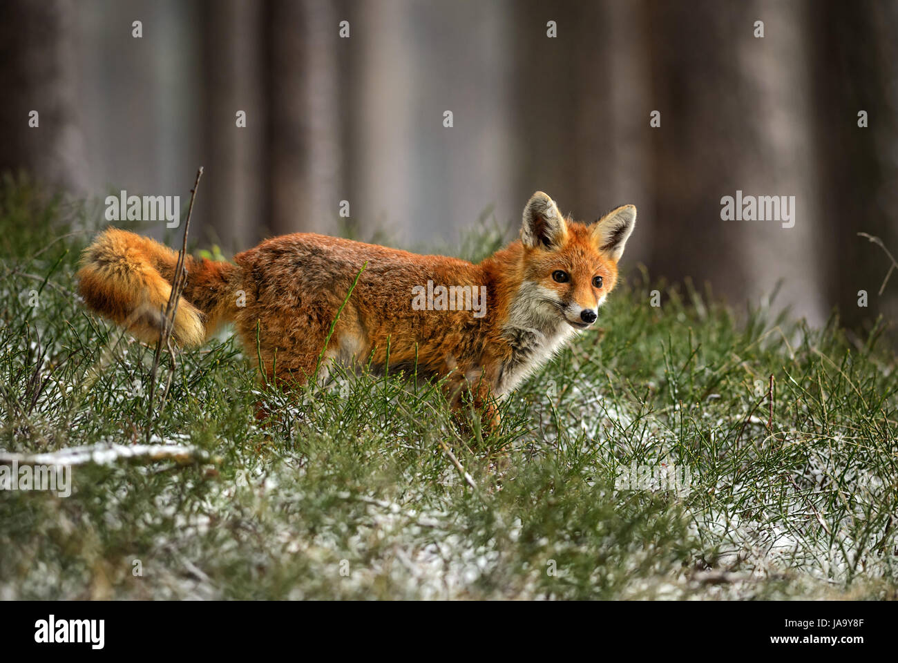 Red Fox tracing in forest Stock Photo