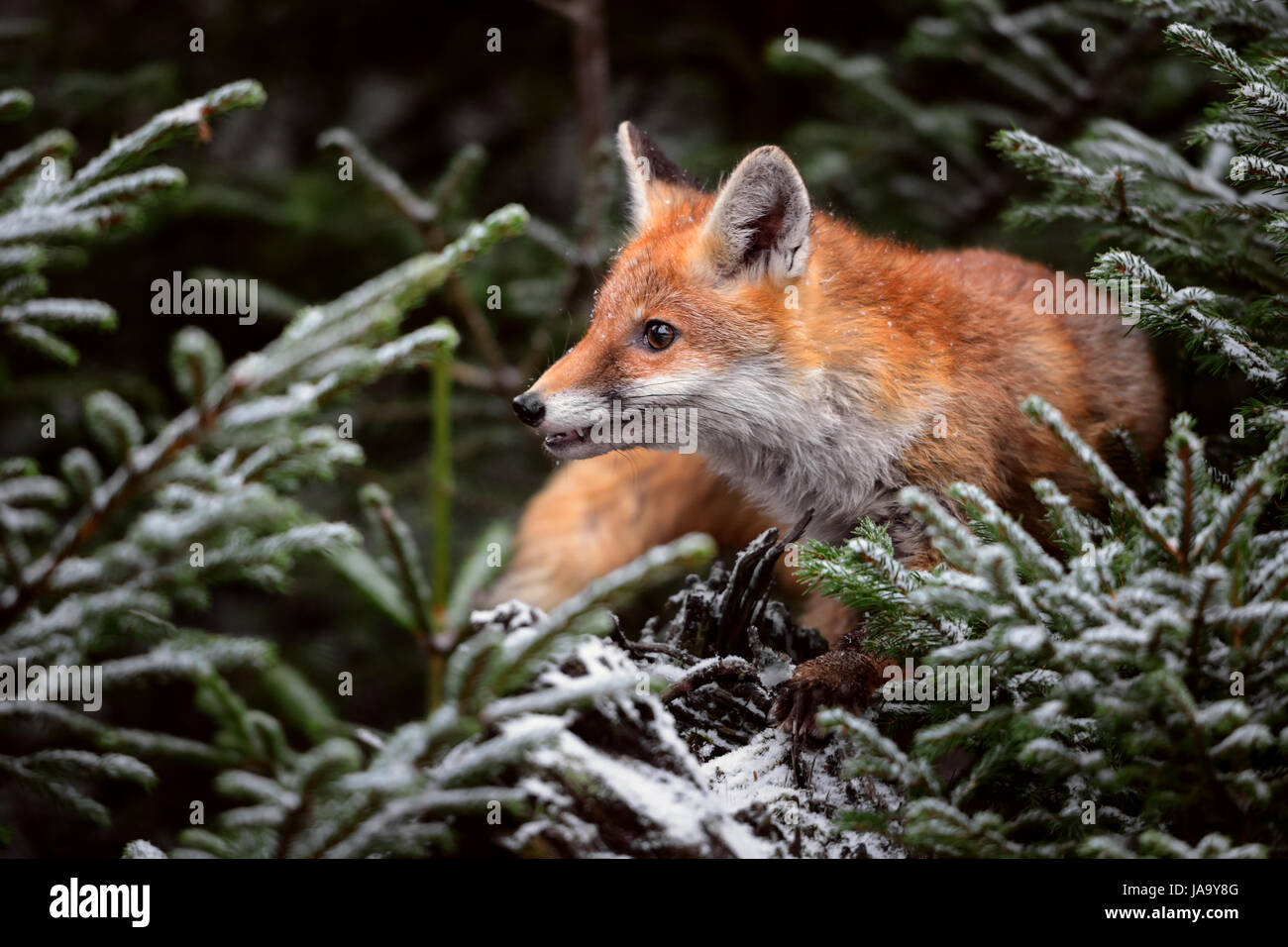 Red Fox in snowy forest Stock Photo