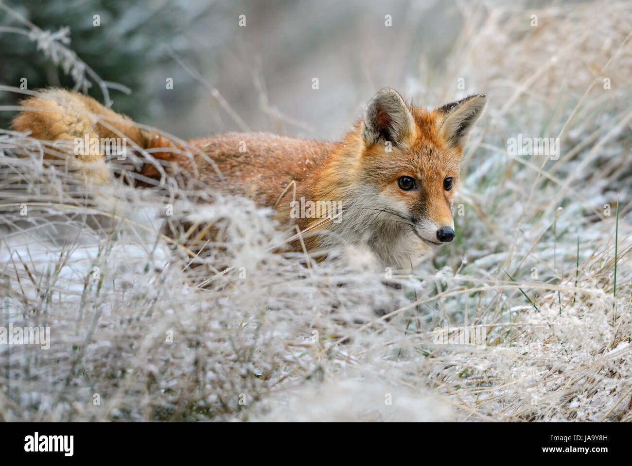 Red Fox tracing in snowy field Stock Photo
