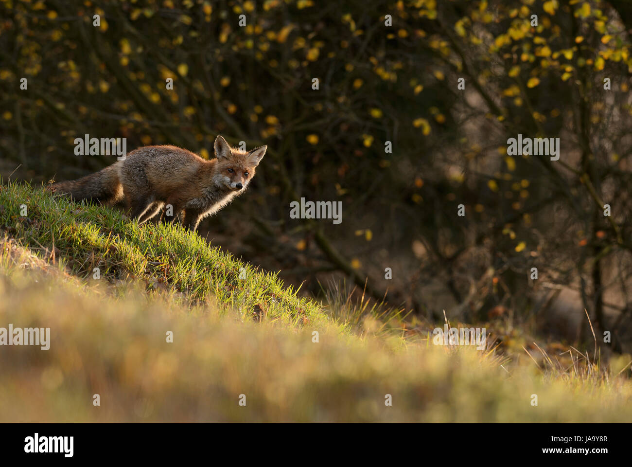 Red Fox in nice late backlight Stock Photo