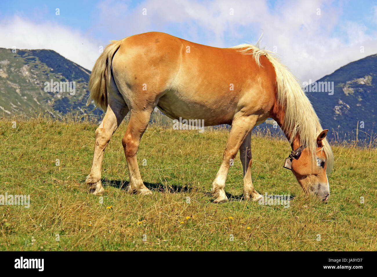 horse, reddish brown, mane, haflinger horse, blond, horse, alp, bavaria Stock Photo - Alamy
