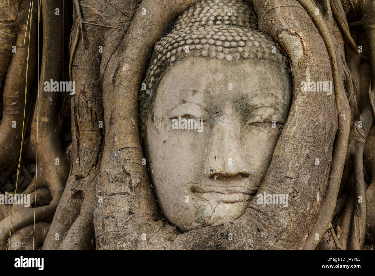 religious, temple, monument, culture, tree, statue, trunk, buddha, wall