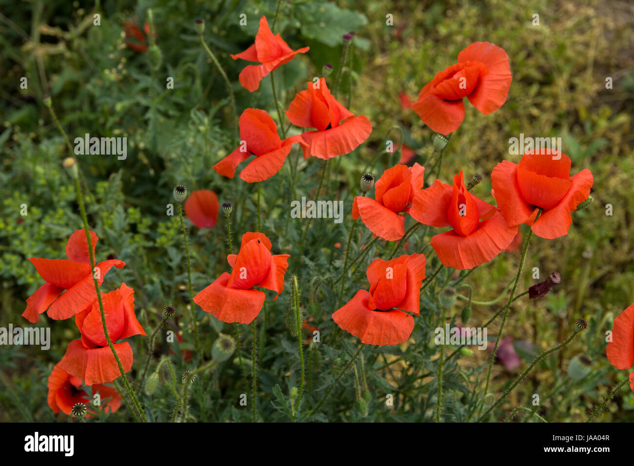 Poppy flowers in the field Stock Photo