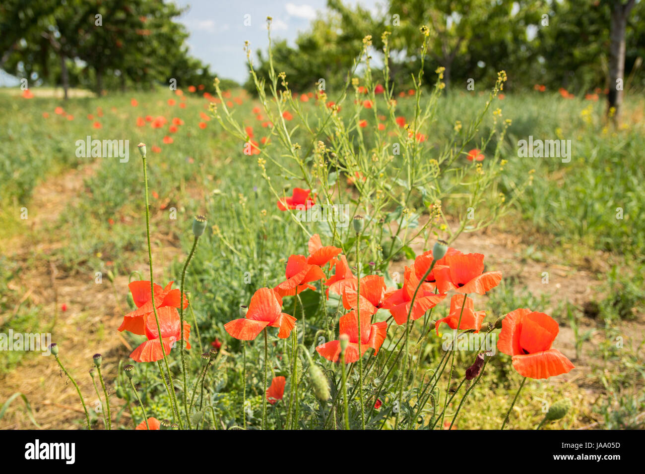 Poppy flowers in the field Stock Photo