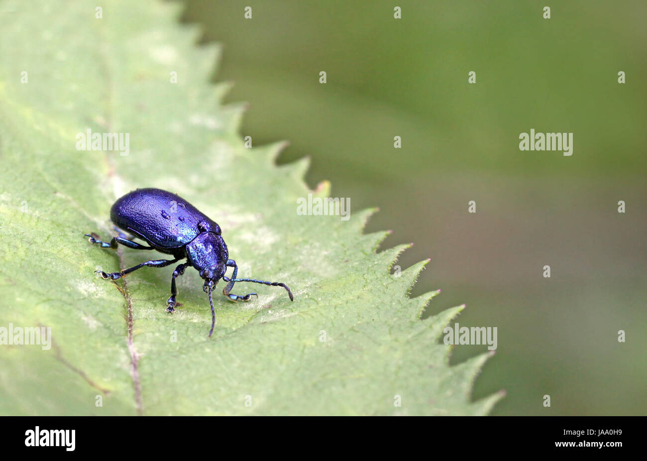 blue, south tyrol, beetle, azure, area of freedom, page, sheet, blue, insect, Stock Photo