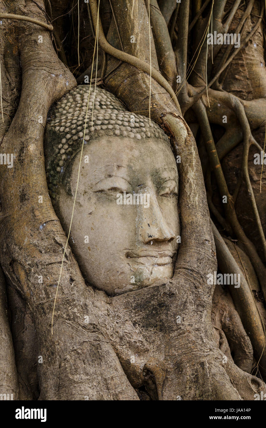 religious, temple, monument, culture, tree, statue, trunk, buddha, wall