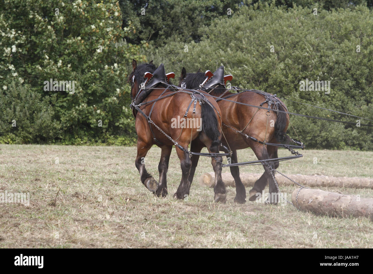 skidding horses Stock Photo