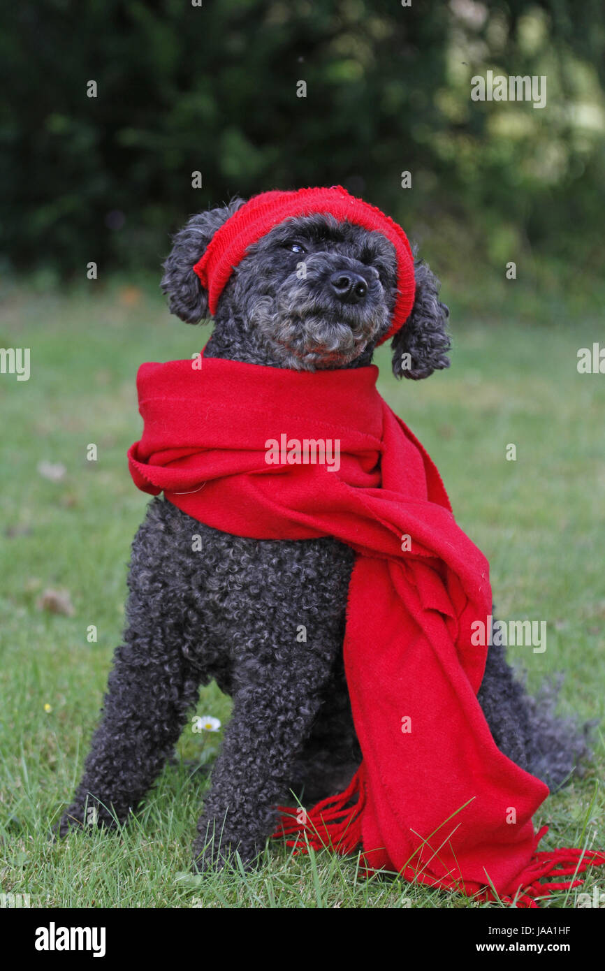 witty, disguised, dog, poodle, cap, scarf, cute, christmas, xmas, x-mas, cold, Stock Photo