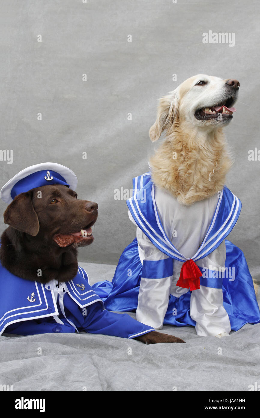 disguised as sailors dogs Stock Photo