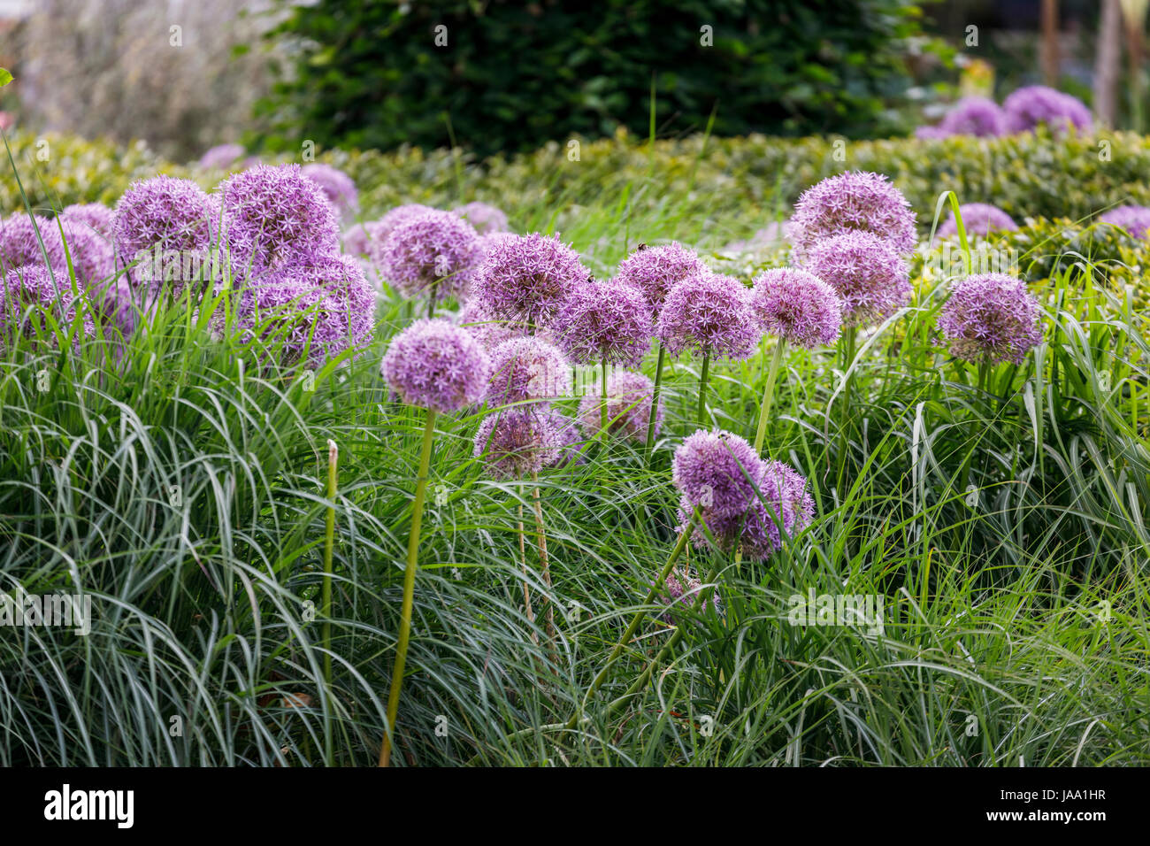 Ornamental Alliums (Allieae) growing in long grass in late spring early summer, RHS gardens Wisley, Surrey, southeast England, UK Stock Photo