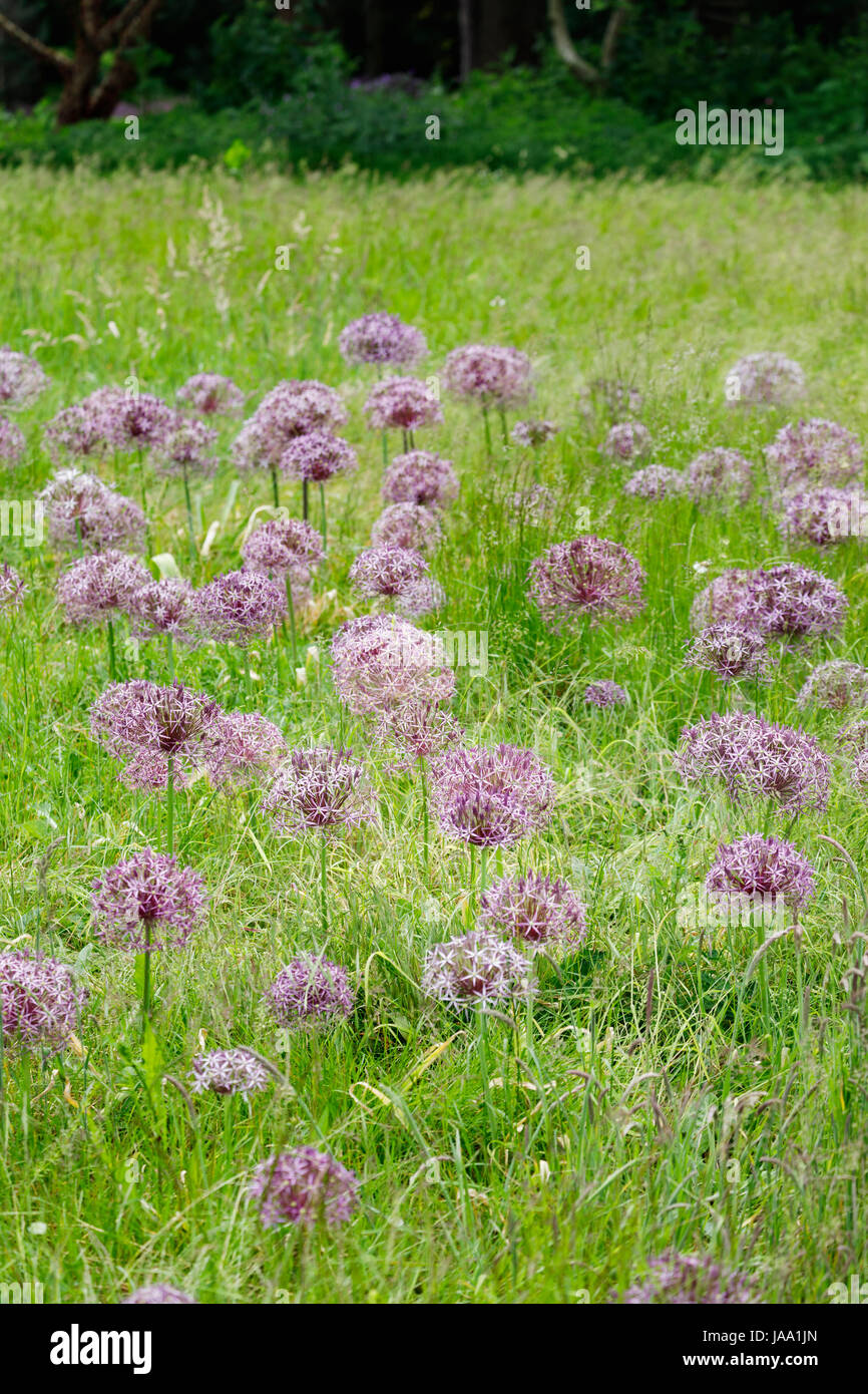 Late spring early summer flowering allium hires stock photography and