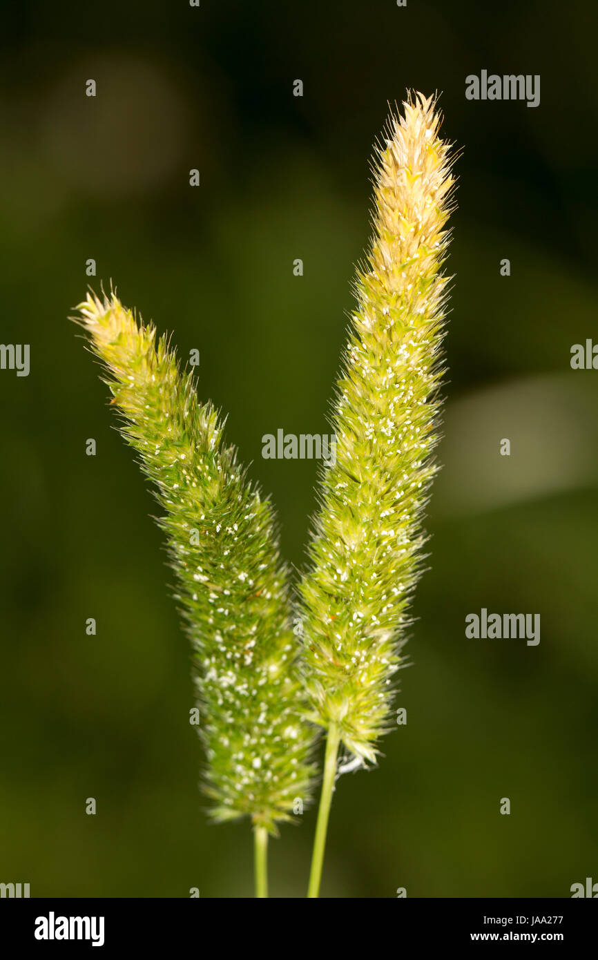 close, macro, close-up, macro admission, close up view, wild, flora, botany, Stock Photo