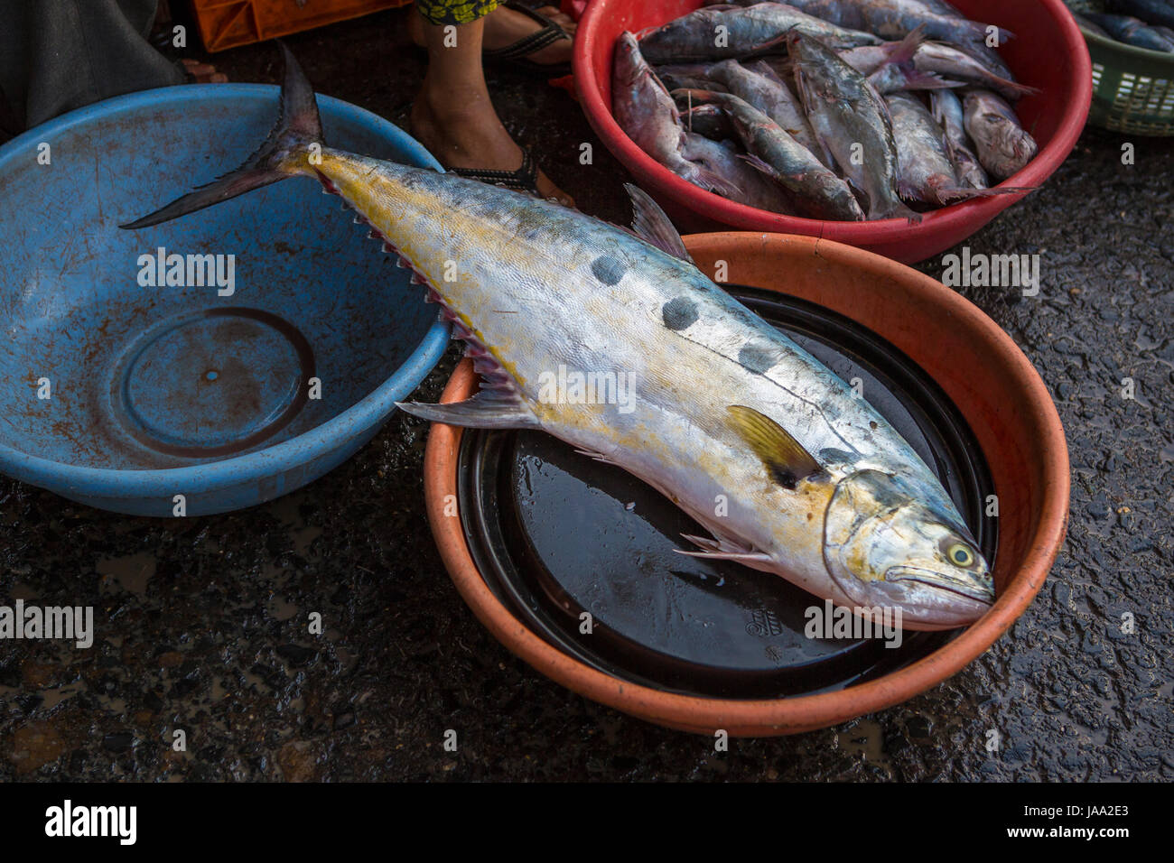 A large fish for sale at Sassoon fish market, Mumbai, India. Stock Photo