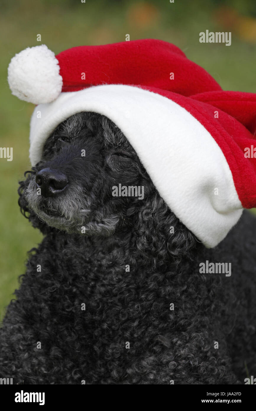 advent, father christmas, black, swarthy, jetblack, deep black, witty, Stock Photo