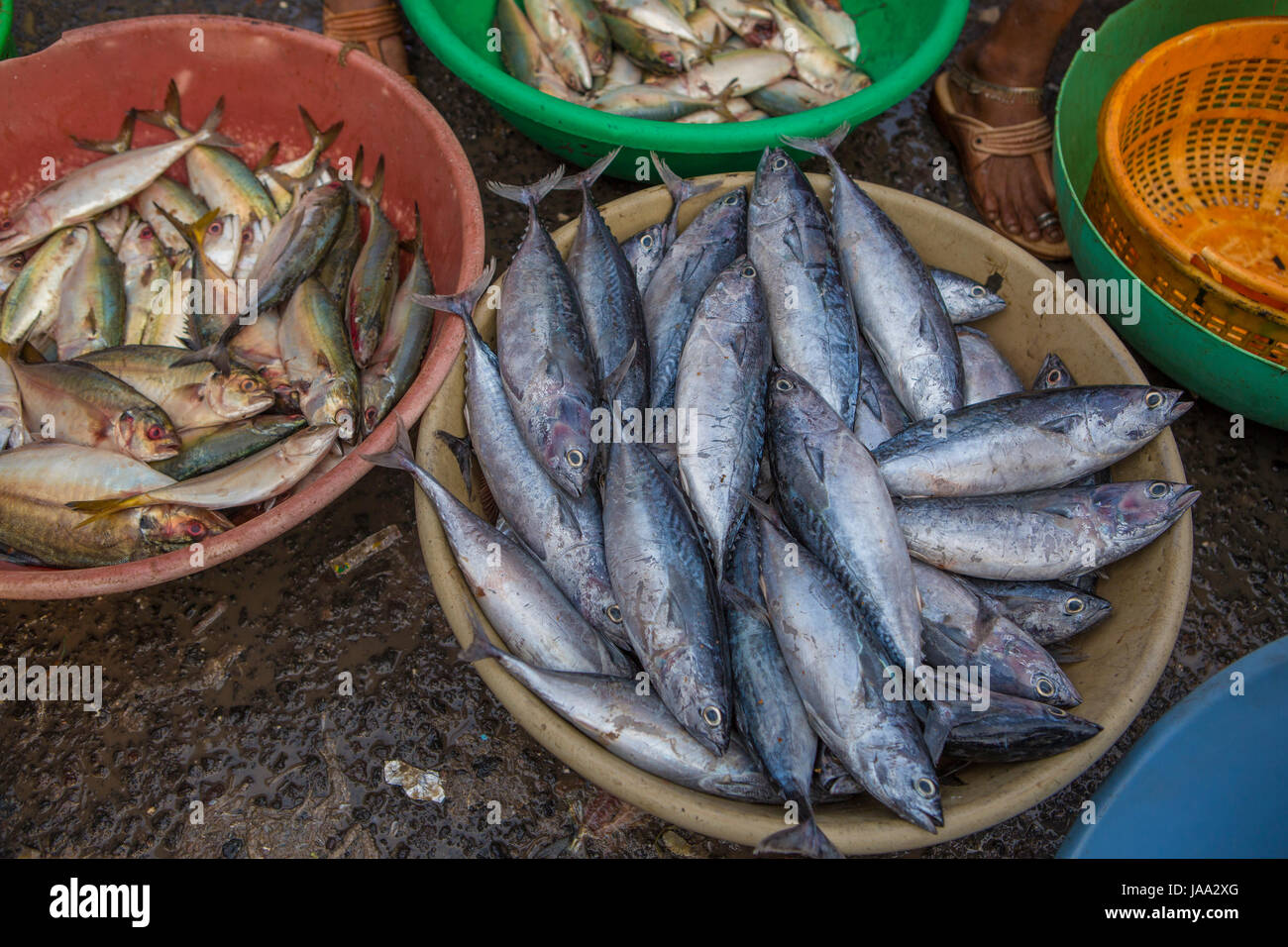 Fresh fish in colourful tubs on the quayside at Sassoon docks, Mumbai, India. Stock Photo