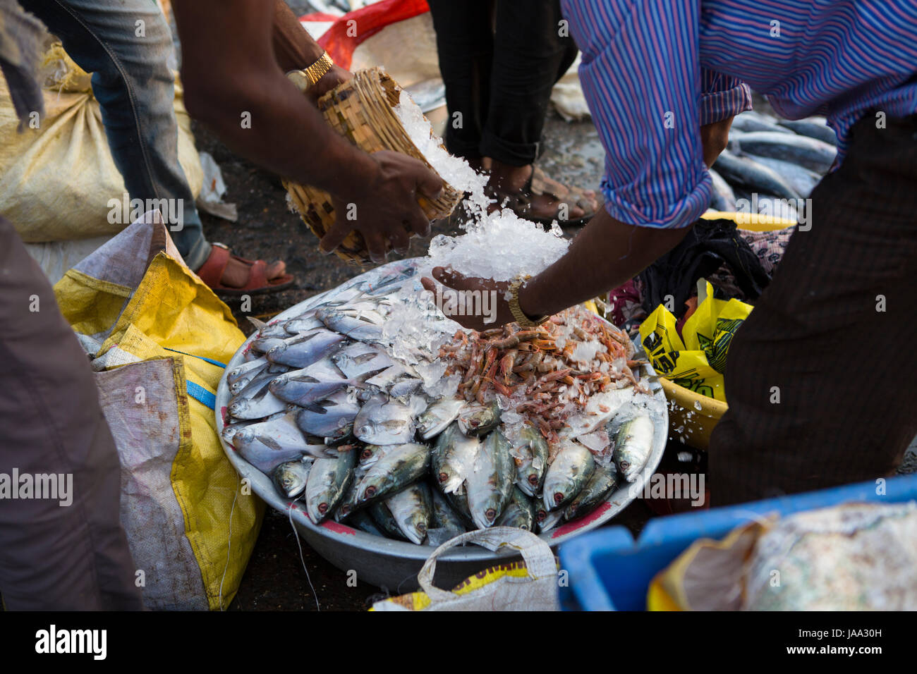 Fishermen put ice on their basket of fish to keep it fresh at Sassoon
