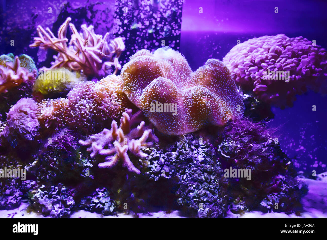 Coral reefs hawaii color hires stock photography and images Alamy