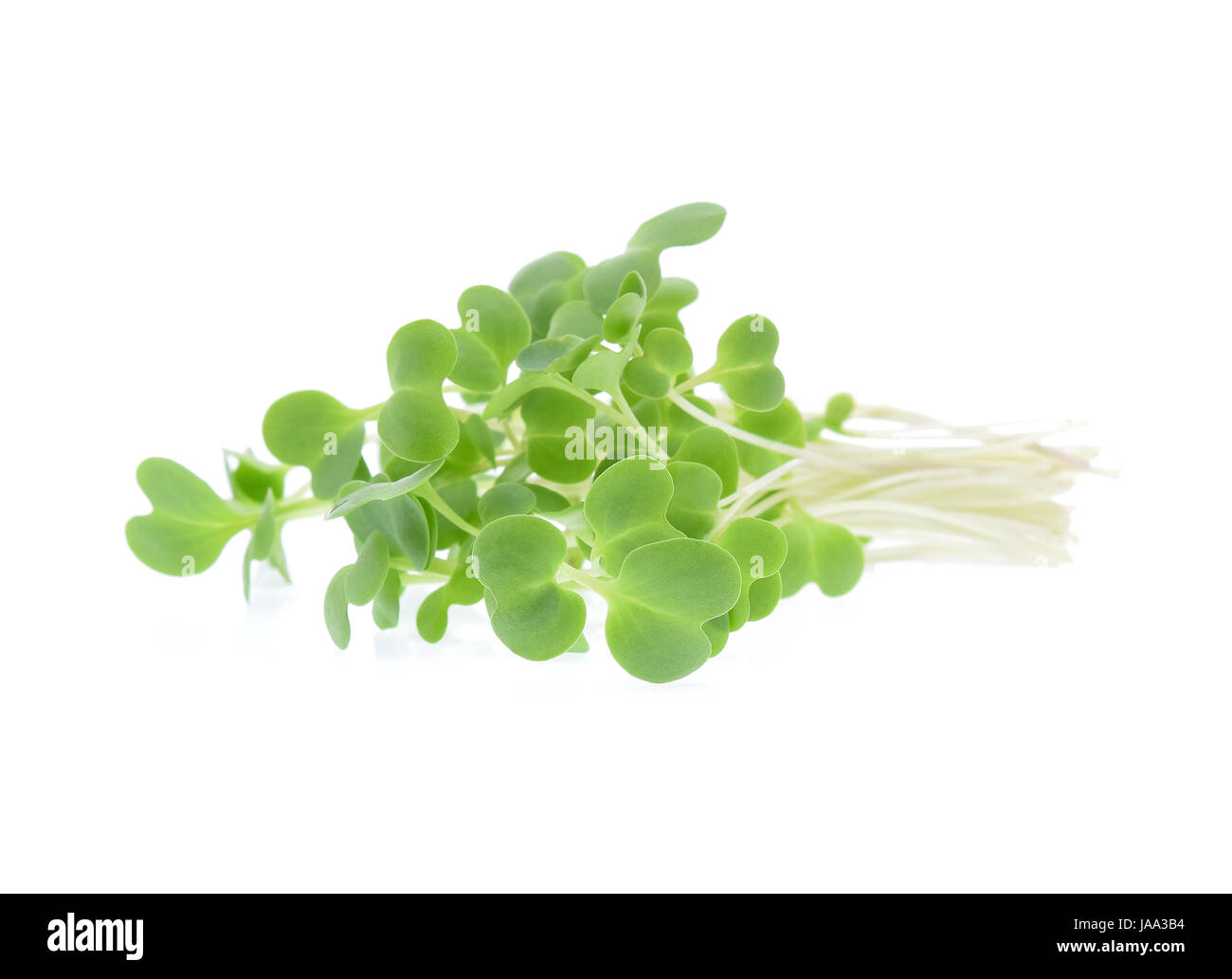 Growing microgreens isolated on white background Stock Photo - Alamy