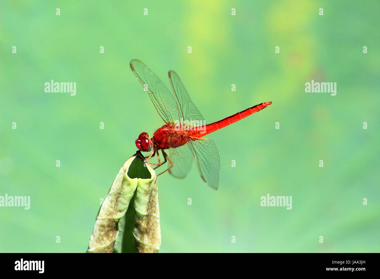 Flying insects of south east asia hi-res stock photography and images ...