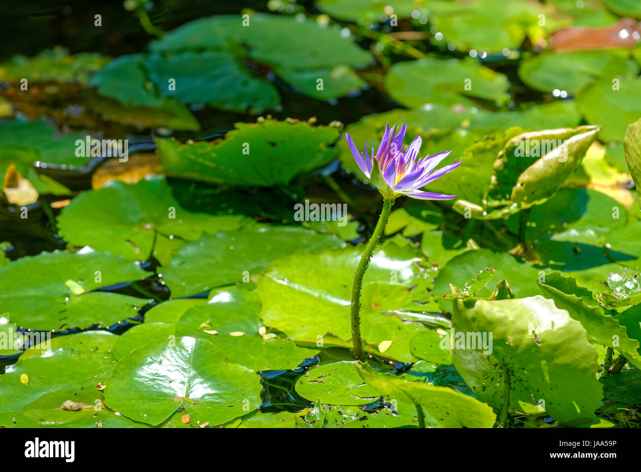 Pink Water Lily floating on the water between leaves and its stem covered insects Stock Photo